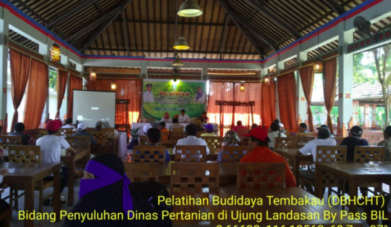 Pelatihan Budidaya Tembakau Bidang Penyuluhan Dinas Pertanian di Ujung Landasan By Pass BIL